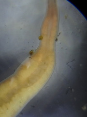 Prostoma