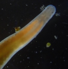 Prostoma