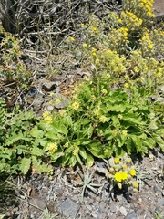 Sinapidendron gymnocalyx