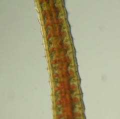 Lumbriculus variegatus