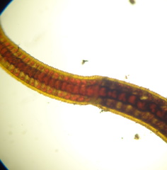 Lumbriculus variegatus