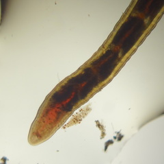 Lumbriculus variegatus