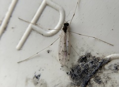 Dicranota maculata