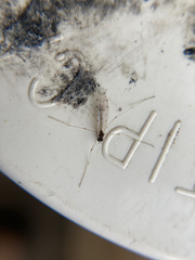 Dicranota maculata