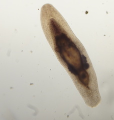 Macrostomum quiritium