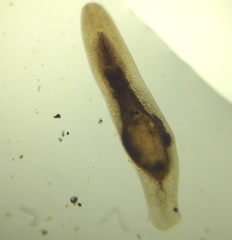 Macrostomum quiritium