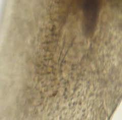 Macrostomum quiritium