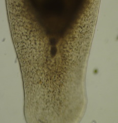 Macrostomum quiritium