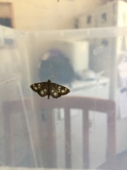 Anania coronata