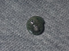 Notogibbula bicarinata