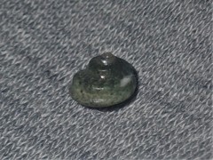 Notogibbula bicarinata