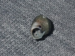 Notogibbula bicarinata