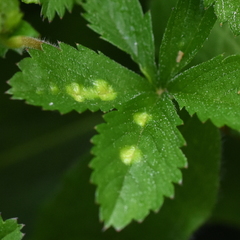 Taphrina tormentillae