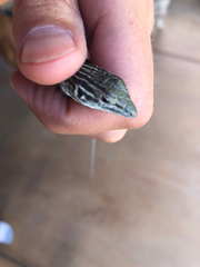 Aspidoscelis