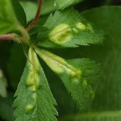Taphrina tormentillae