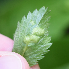 Taphrina tormentillae