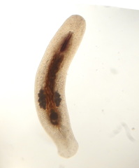 Macrostomum quiritium