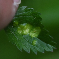 Taphrina tormentillae
