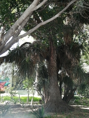 Beaucarnea recurvata