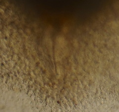 Macrostomum quiritium