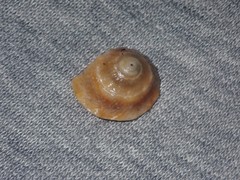 Bellastraea squamifera