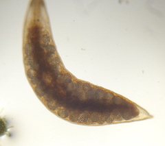 Mesostoma