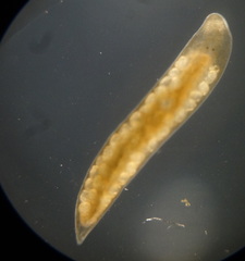 Mesostoma