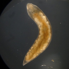 Mesostoma