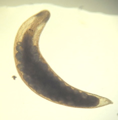 Mesostoma