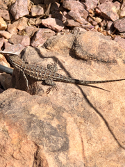Uta stansburiana