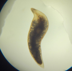Mesostoma