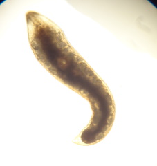 Mesostoma