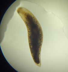 Mesostoma