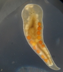 Mesostoma