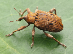 Phelypera distigma