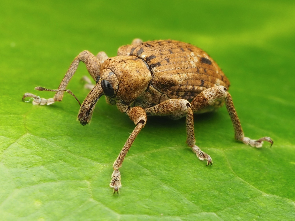 Phelypera distigma