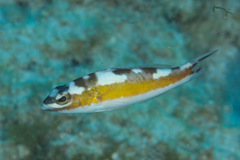Serranus tabacarius