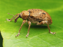 Phelypera distigma