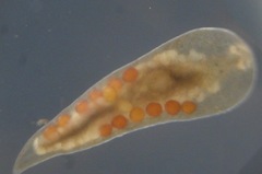 Mesostoma