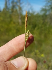 Carex livida