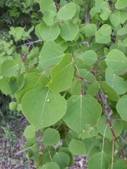 Phyllocoptes didelphis