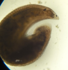 Hirudinea