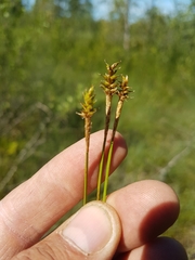 Carex exilis