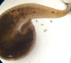 Hirudinea