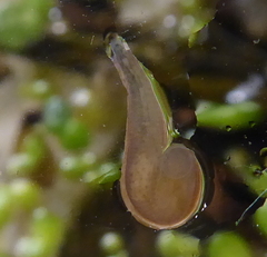 Hirudinea