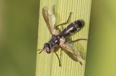 Delininae