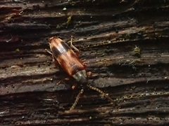 Hypulus quercinus