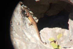 Algyroides nigropunctatus