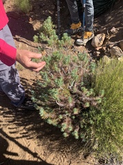 Pinus juarezensis × monophylla