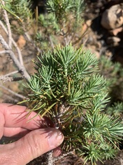 Pinus juarezensis × monophylla